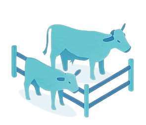 Cow